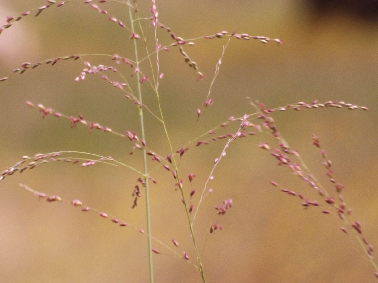 Fujifilm FinePix S4500 sample photo. Plantas, pasto, naturaleza photography