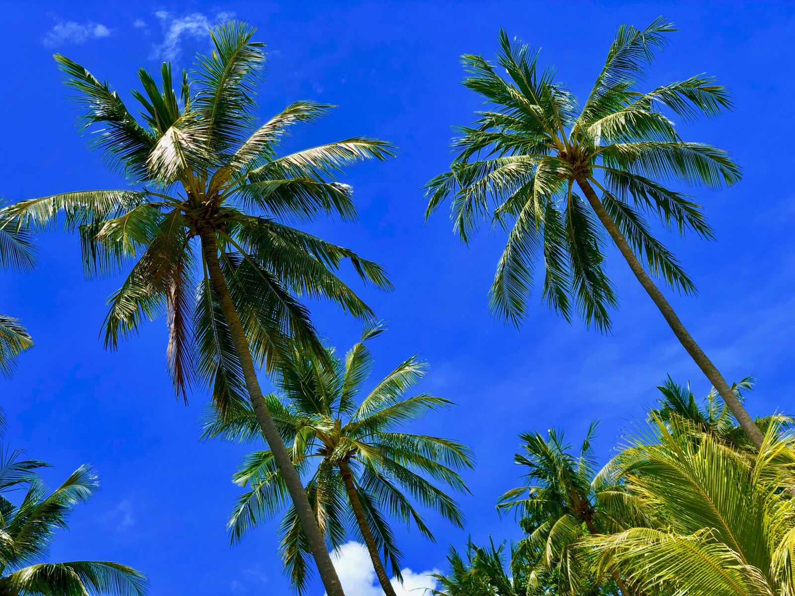 iPhone X back dual camera 6mm f/2.4 sample photo. Bali, palms, indonesia photography