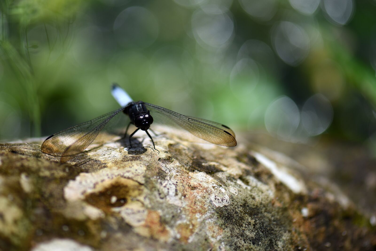 Nikon D750 sample photo. Dragonfly, bug, animals photography