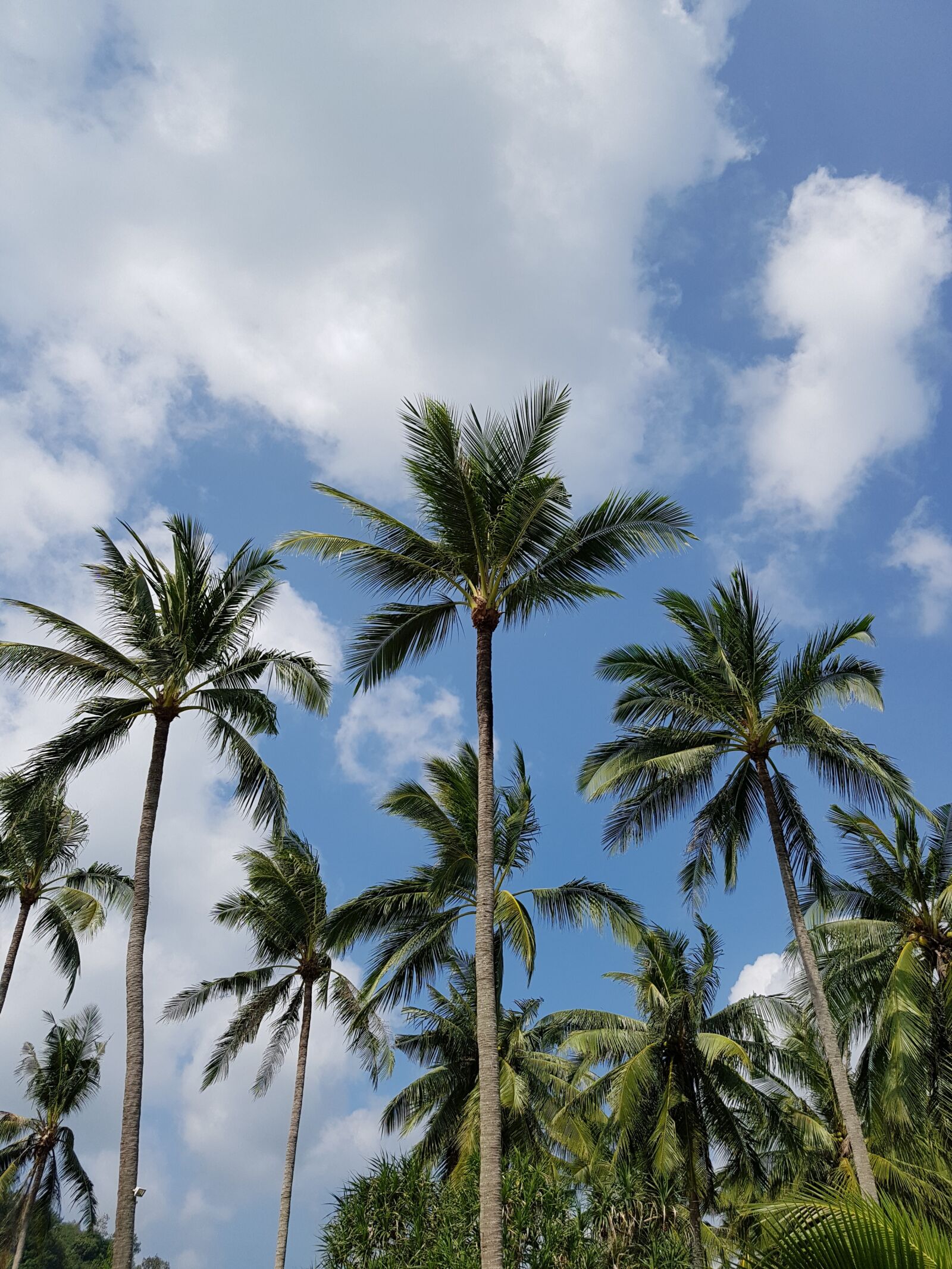 Samsung Galaxy S7 Edge sample photo. Palm tree, sky, clouds photography