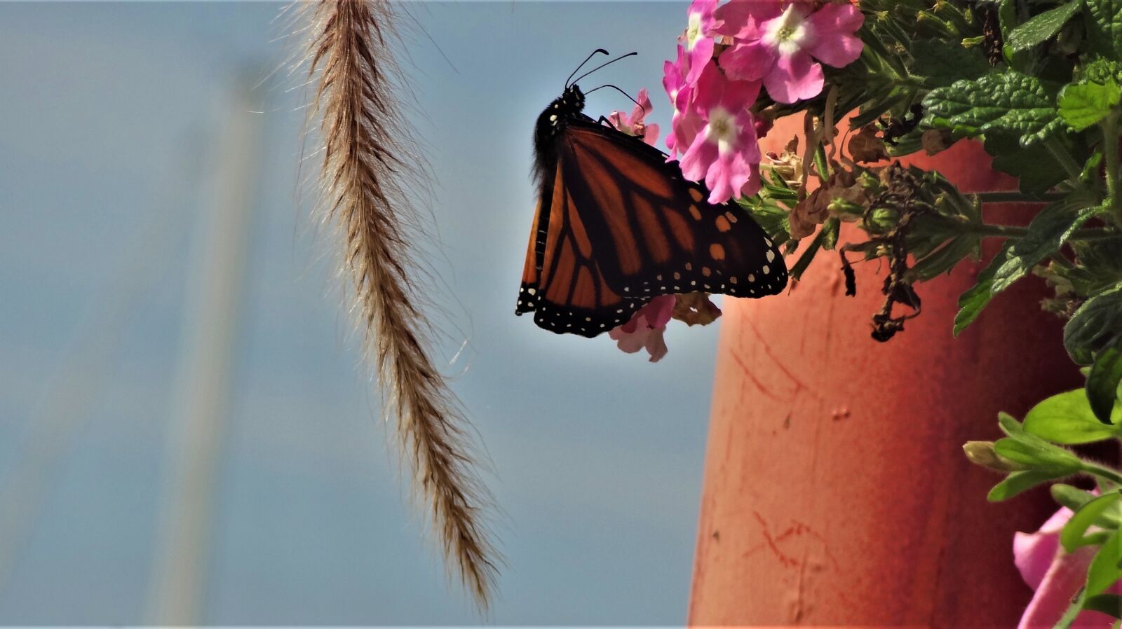 Sony Cyber-shot DSC-HX9V sample photo. Butterfly, insect, nature photography