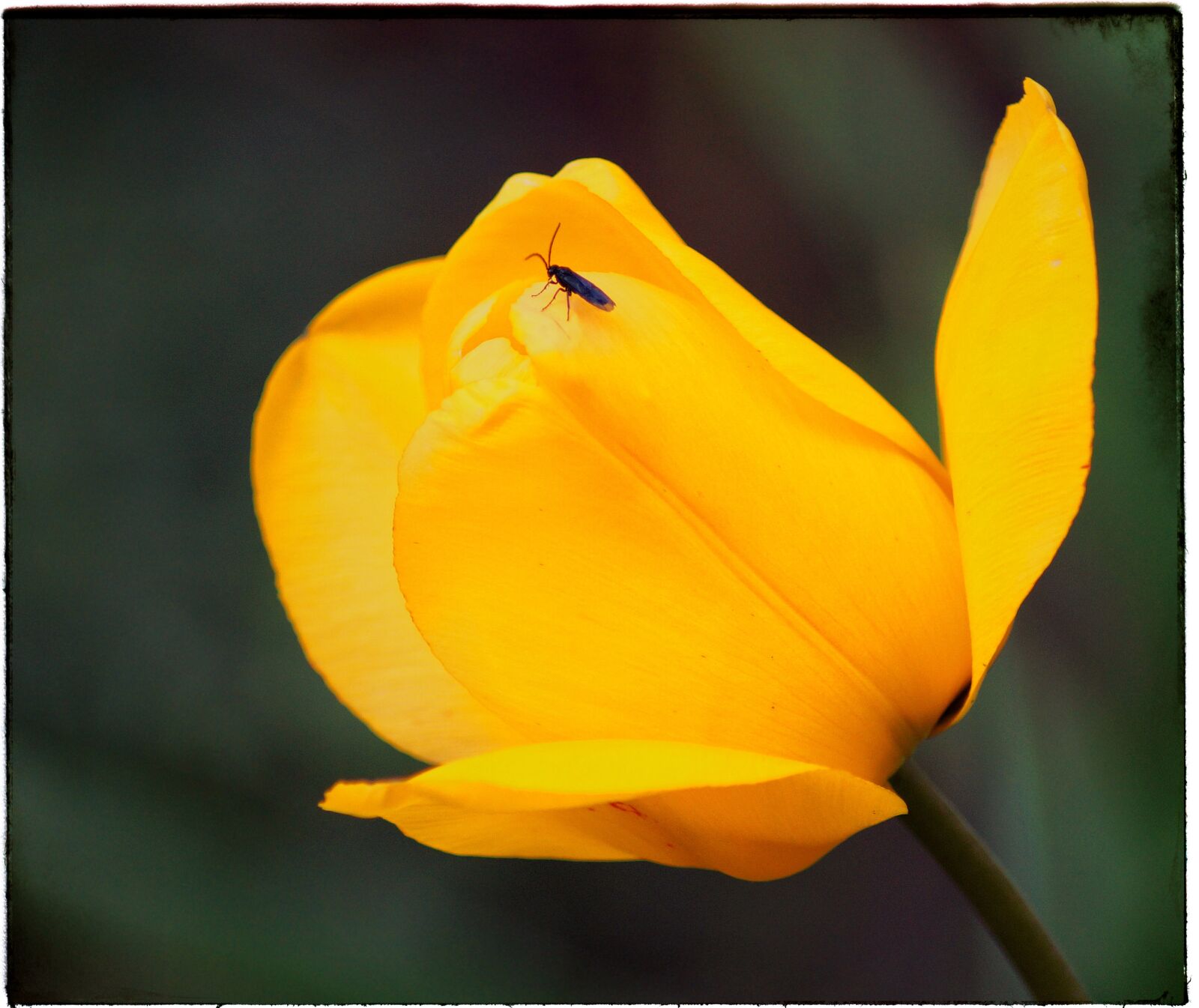 Sony SLT-A58 sample photo. Tulip, yellow, flower photography