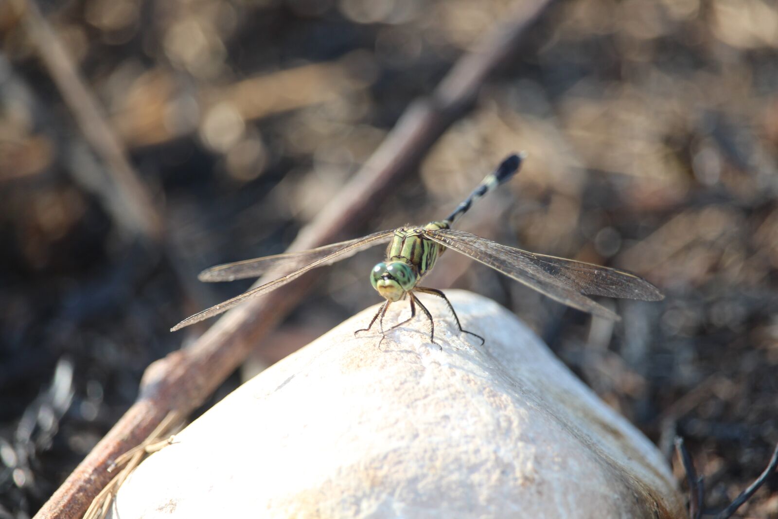 Canon EOS 700D (EOS Rebel T5i / EOS Kiss X7i) sample photo. Capung, hewan, binatang photography