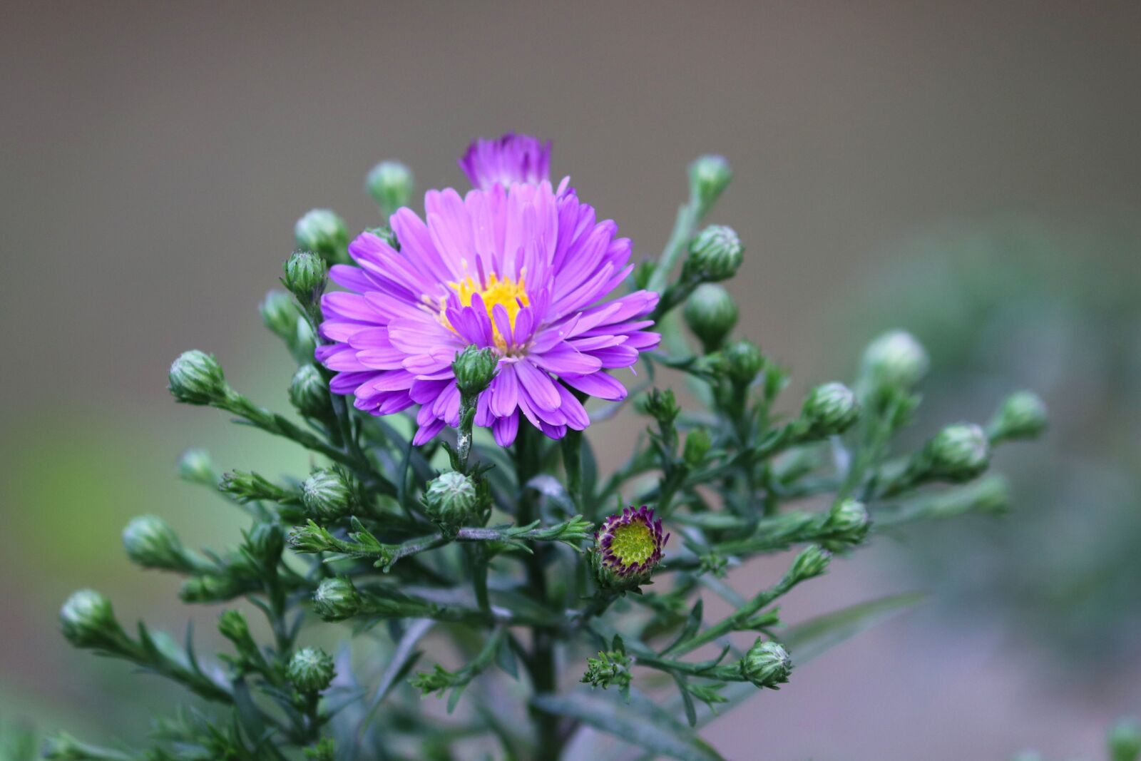 Canon EOS 200D (EOS Rebel SL2 / EOS Kiss X9) sample photo. Daisies, herbstastern, asters photography