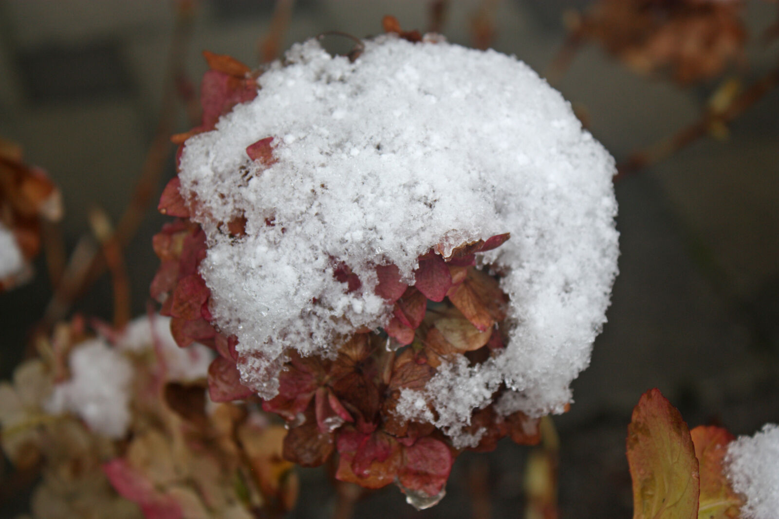 Canon EOS 450D (EOS Rebel XSi / EOS Kiss X2) sample photo. Cold, flower, frozen, garden photography