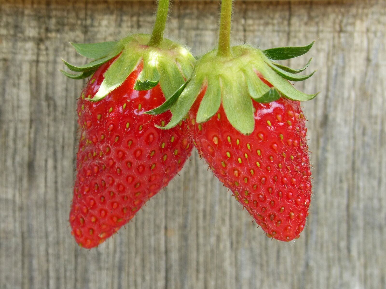 Panasonic DMC-FZ62 sample photo. Strawberries, fruit, red photography