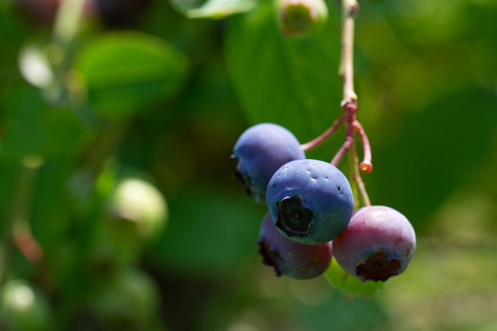 Nikon D7100 sample photo. Blueberries, ripening process, mature photography