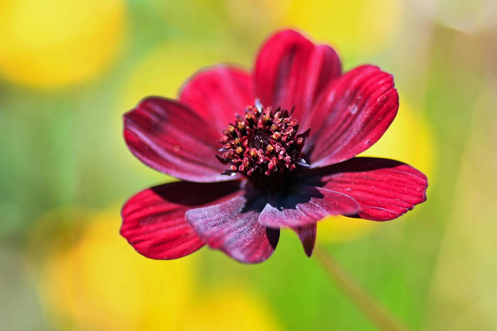 Nikon D500 sample photo. Flower, summer, nature, flora photography