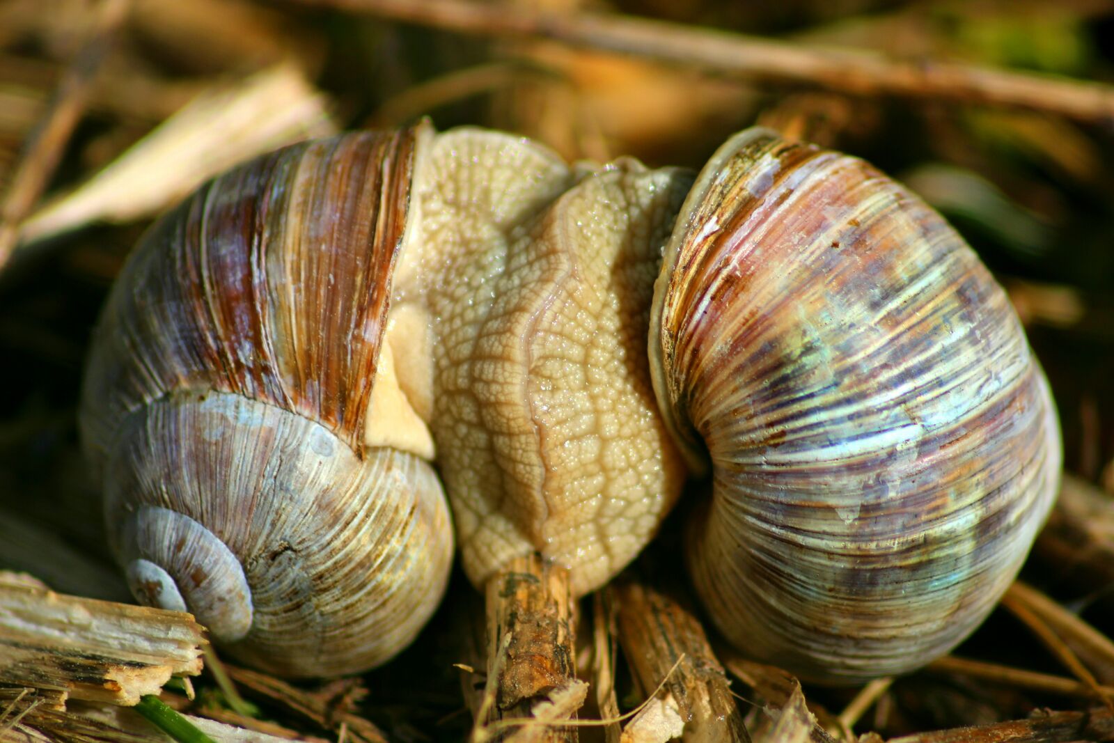 Canon EOS 600D (Rebel EOS T3i / EOS Kiss X5) sample photo. Snails, pairing, snail photography