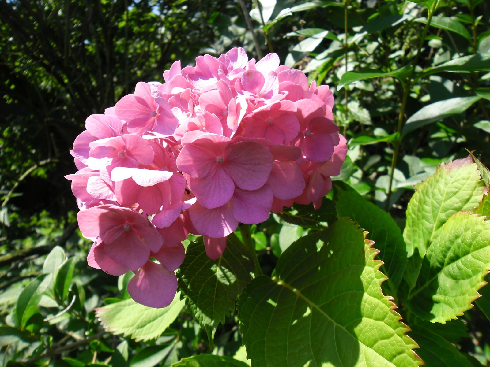 Samsung ES80/ ES81 sample photo. Hydrangea, flower, garden photography
