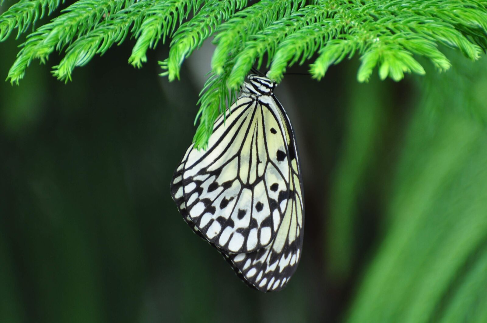 Nikon D90 sample photo. Insect, butterfly, nature photography