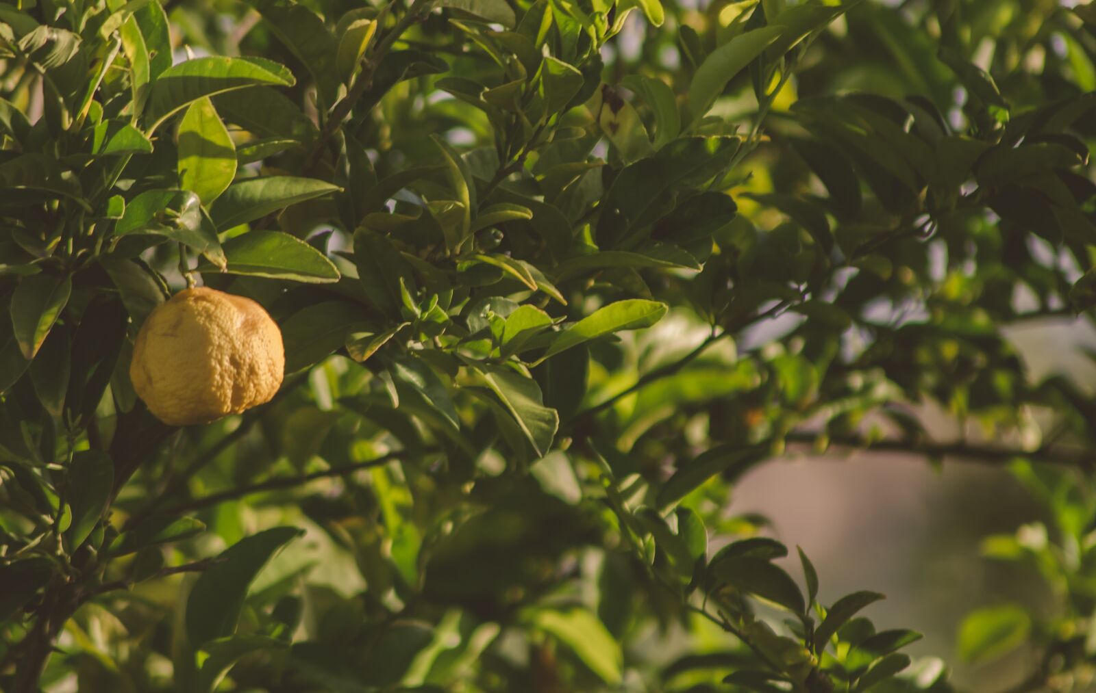 Nikon D7000 sample photo. Lemon, tree, lemon tree photography