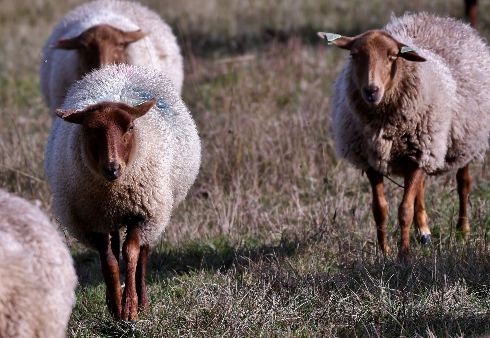 Nikon D500 sample photo. Sheep, mammals, wool photography