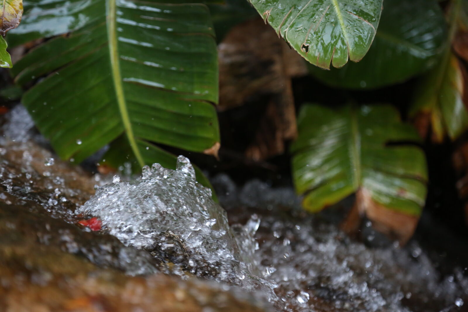Canon EF 24-105mm F4L IS USM sample photo. Nature, plant, plants, water photography