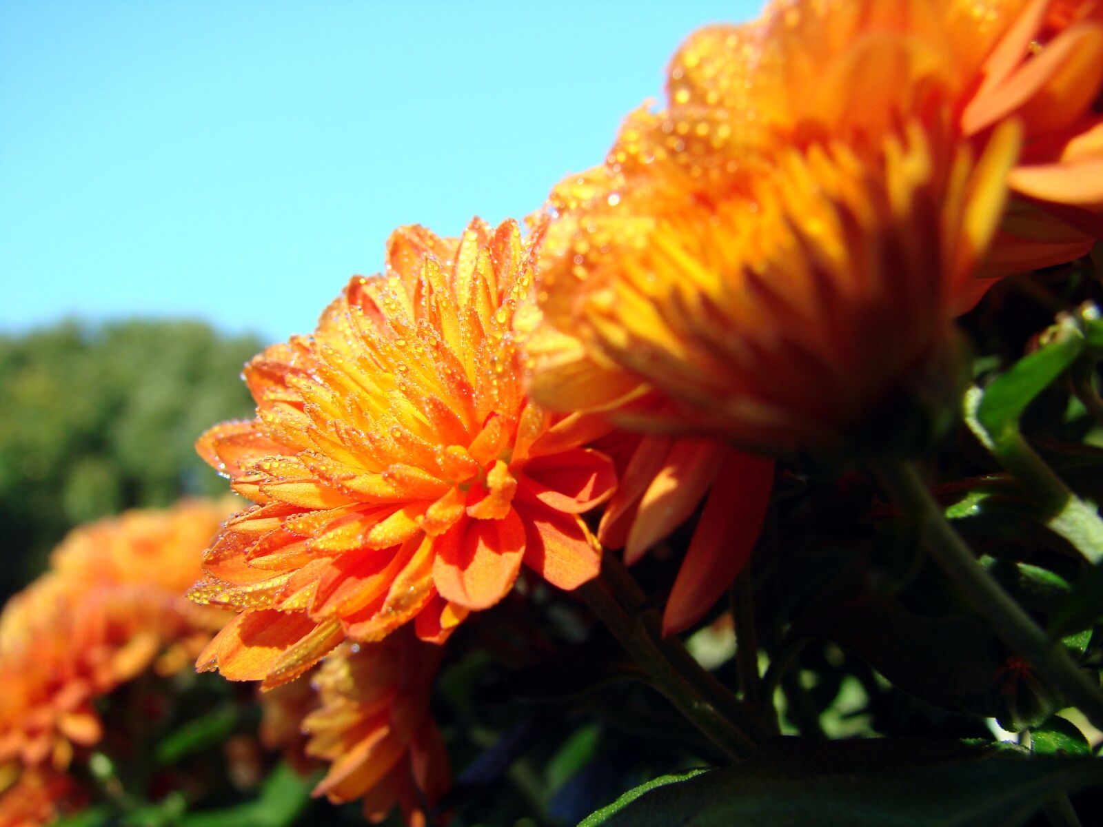 Sony DSC-H5 sample photo. Chrysanthemum, flower, dew photography
