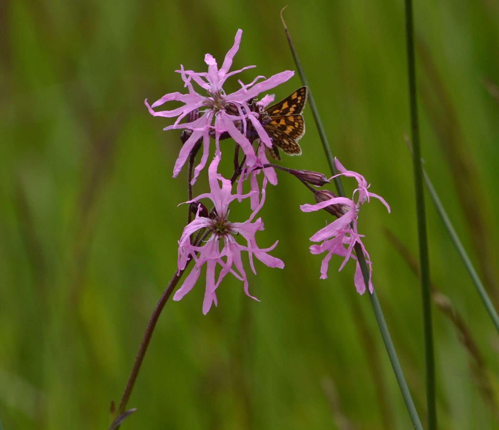Nikon D3100 sample photo. Flower, purple, plant photography