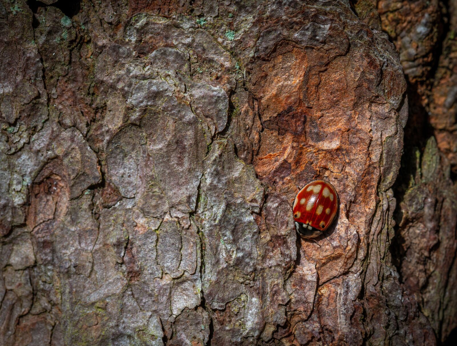 Sony a7R II sample photo. Bark, tree, nature photography