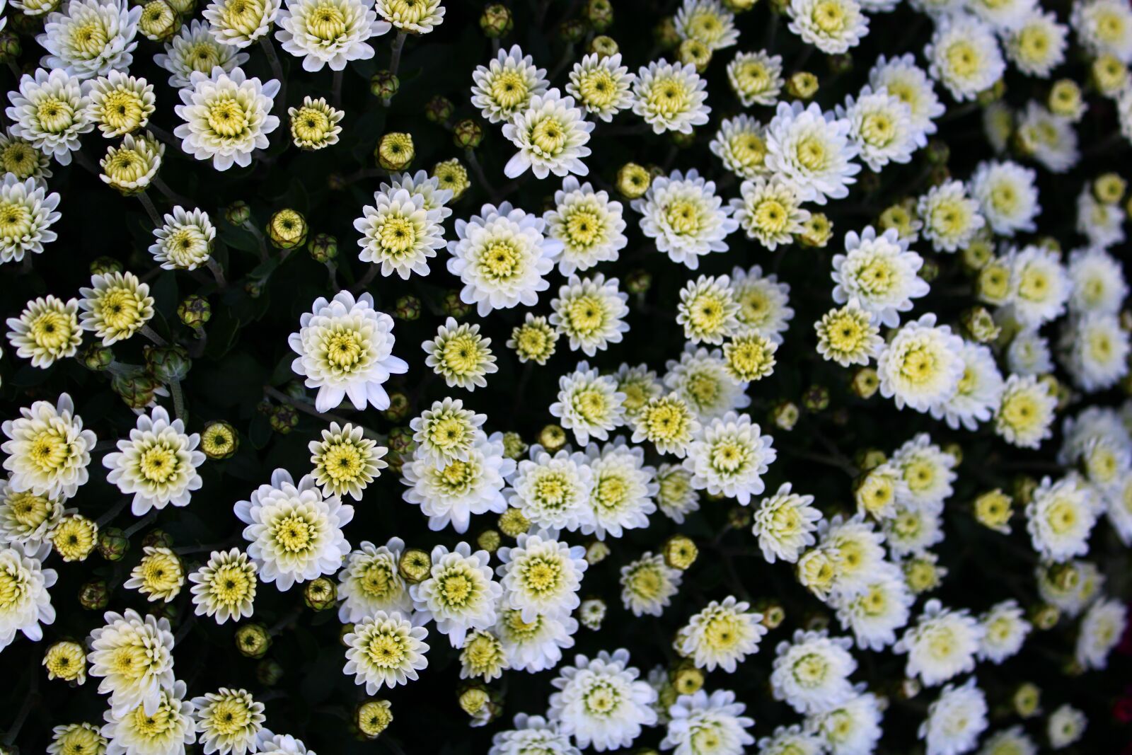 Canon EOS 2000D (EOS Rebel T7 / EOS Kiss X90 / EOS 1500D) sample photo. Chrysanthemums, chrysanthemum, bloom photography