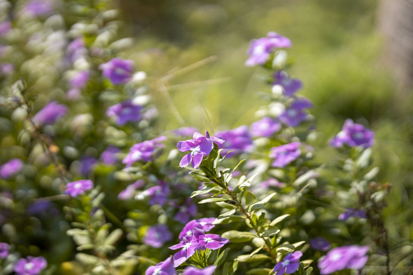 Canon RF 85mm F1.2L USM sample photo. Flower, spring, purple photography