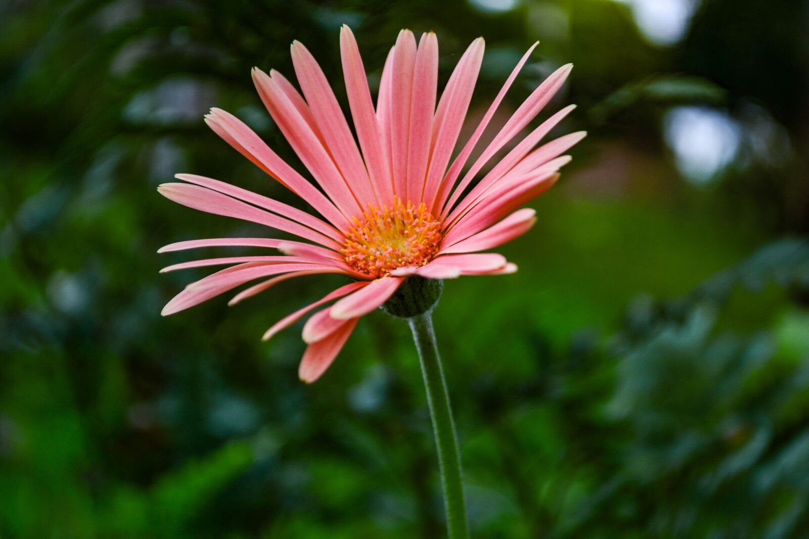 Nikon D3100 sample photo. Flower, pink, nature photography