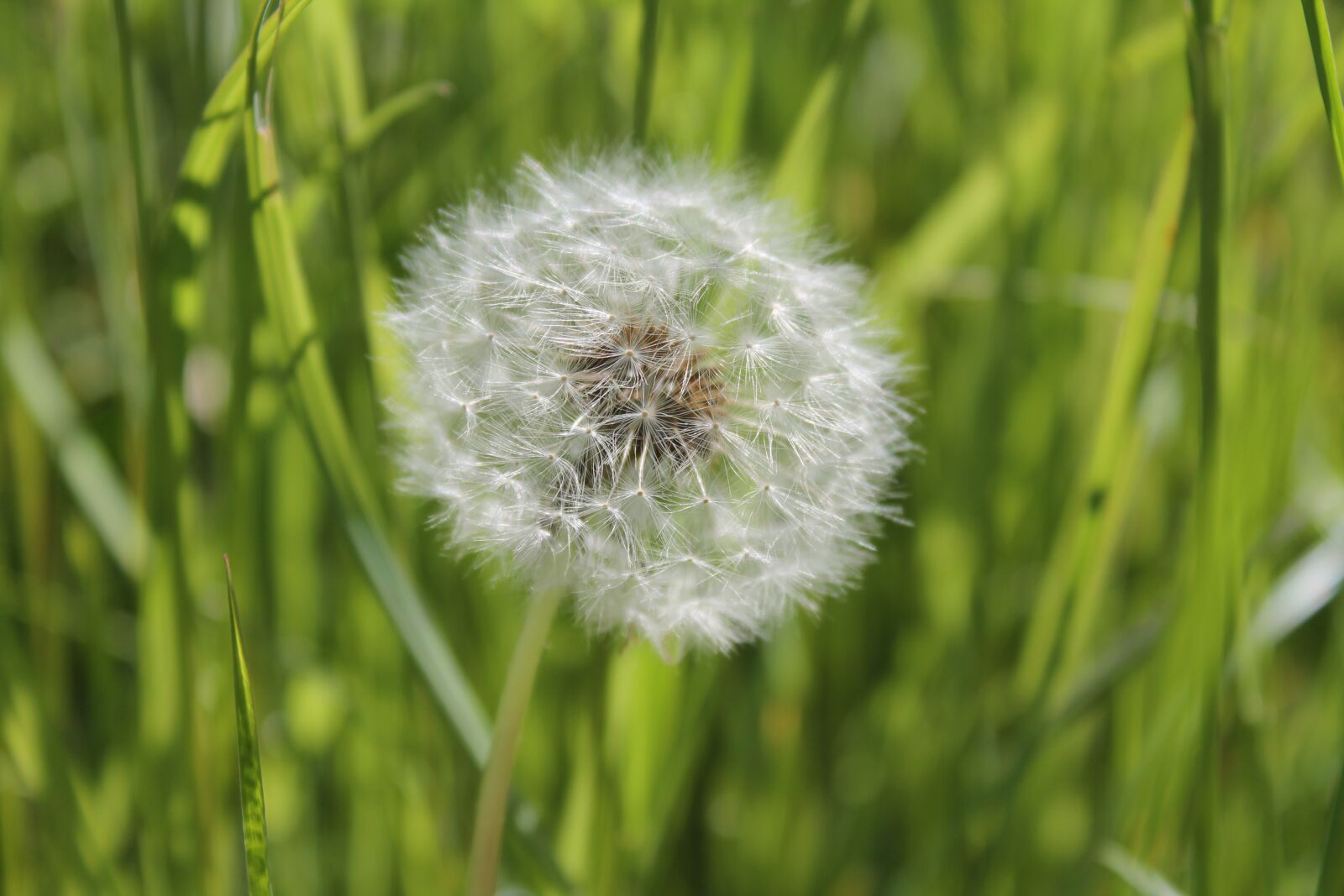 Canon EOS 1100D (EOS Rebel T3 / EOS Kiss X50) sample photo. Dandelion, grass, plant photography