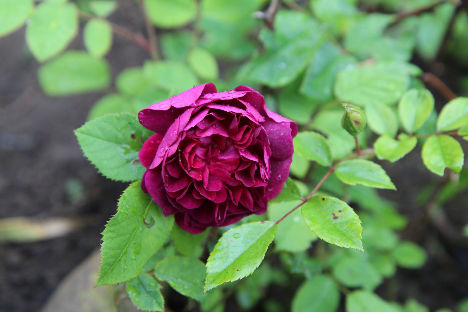 Canon EOS 600D (Rebel EOS T3i / EOS Kiss X5) sample photo. Rosebush, wild rose old photography