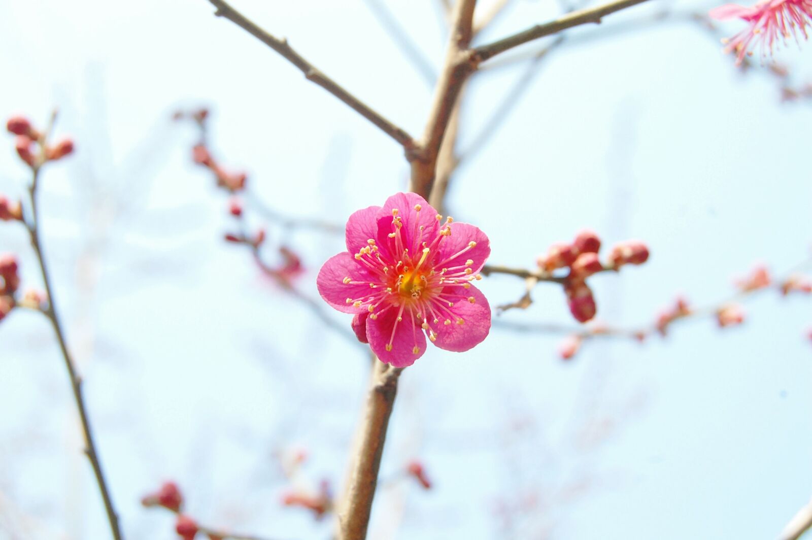 Nikon D40 sample photo. Red plum, plum, spring photography