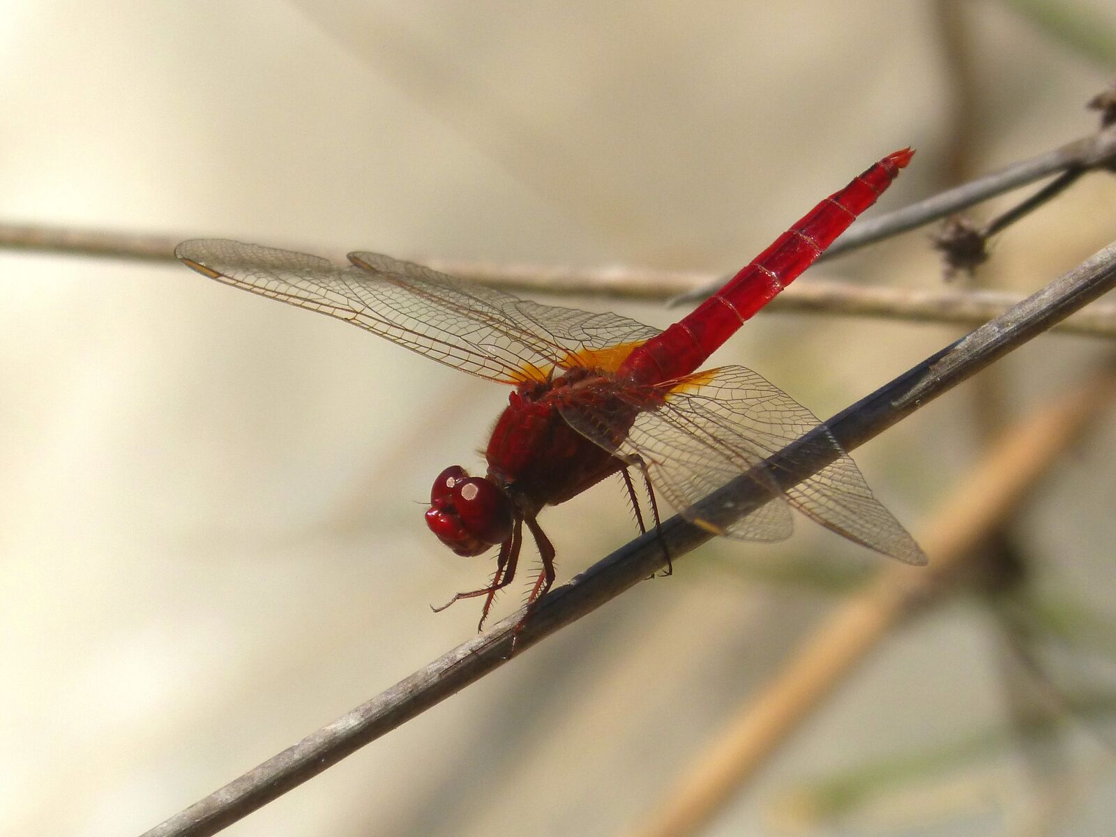 Panasonic DMC-FZ62 sample photo. Red dragonfly, wetland, stem photography