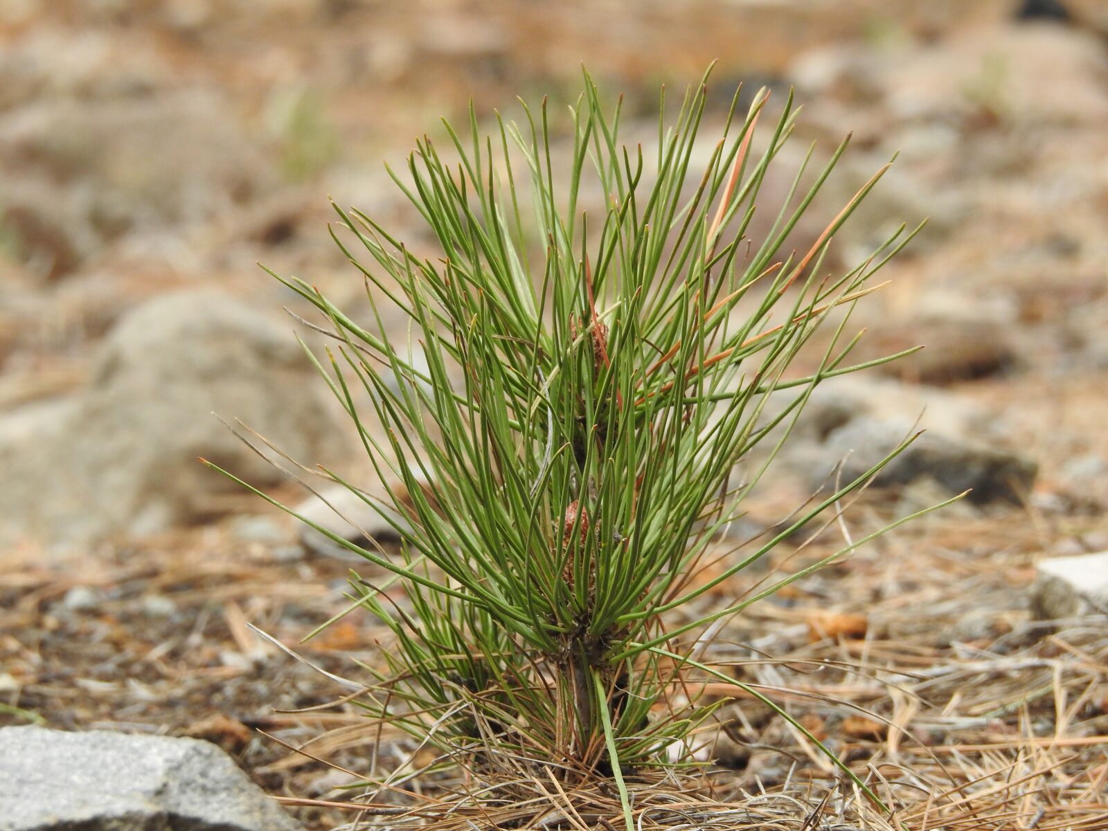 Nikon Coolpix P900 sample photo. Plant, seed, pine photography