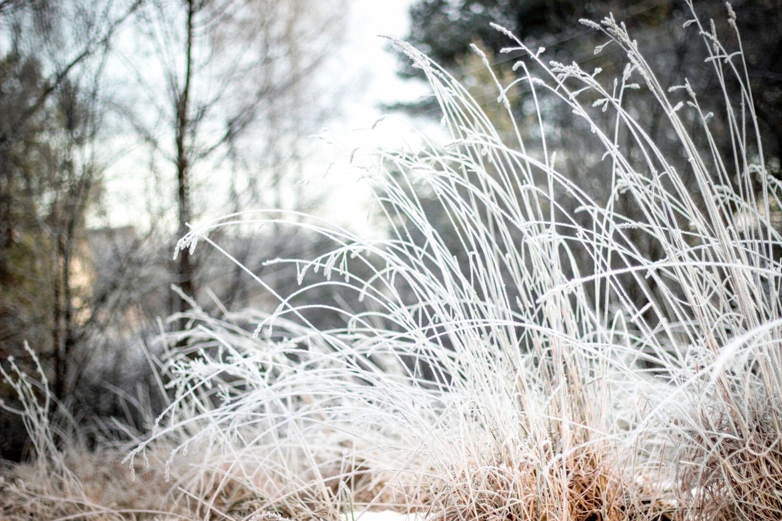 Canon EOS 600D (Rebel EOS T3i / EOS Kiss X5) + Canon EF 50mm F1.8 II sample photo. Winter, weather, nature photography