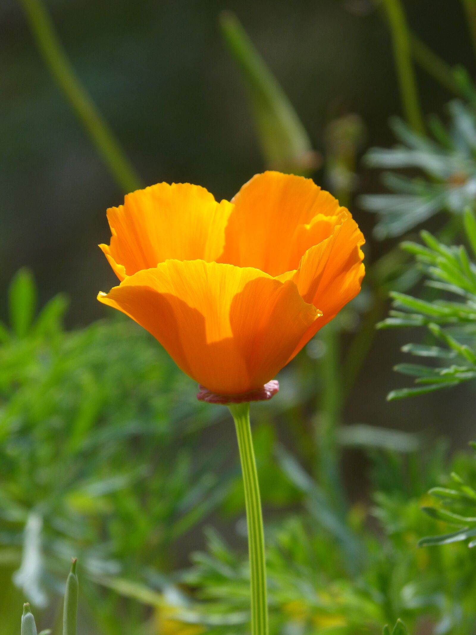 Panasonic DMC-FZ62 sample photo. California poppy, translucent, nature photography
