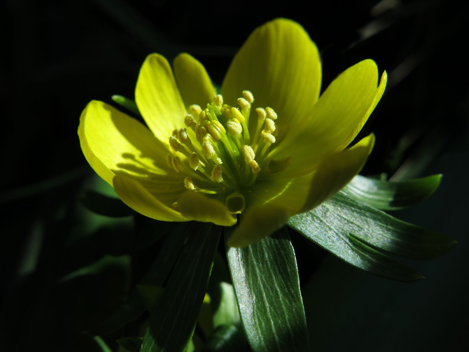 Canon PowerShot G15 sample photo. Winterling, yellow, flower photography
