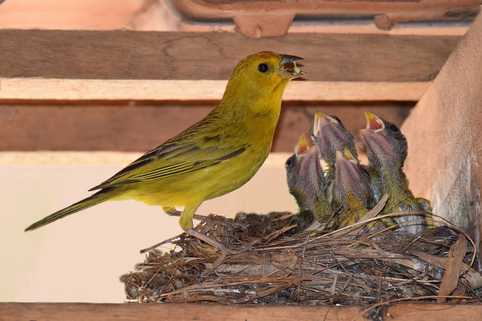 Nikon D5300 sample photo. Bird, puppies, plumage photography