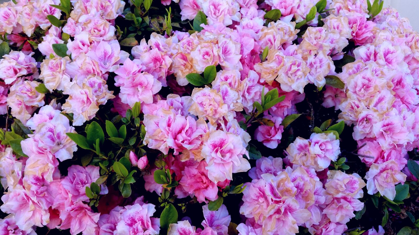 Samsung Galaxy S5 sample photo. Lovely, pink, pretty photography