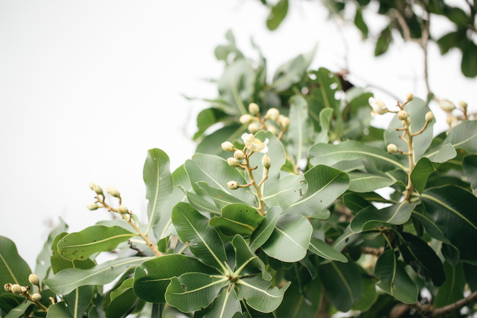 Canon EF 100mm F2.8L Macro IS USM sample photo. Cerrado, plant, tree photography