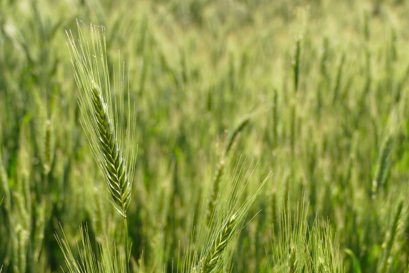 Panasonic Lumix DMC-FZ1000 sample photo. Barley, cereals, barley field photography
