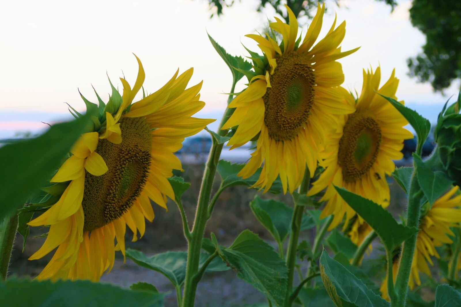 Canon PowerShot G7 X sample photo. Sunflower, plant, flower photography