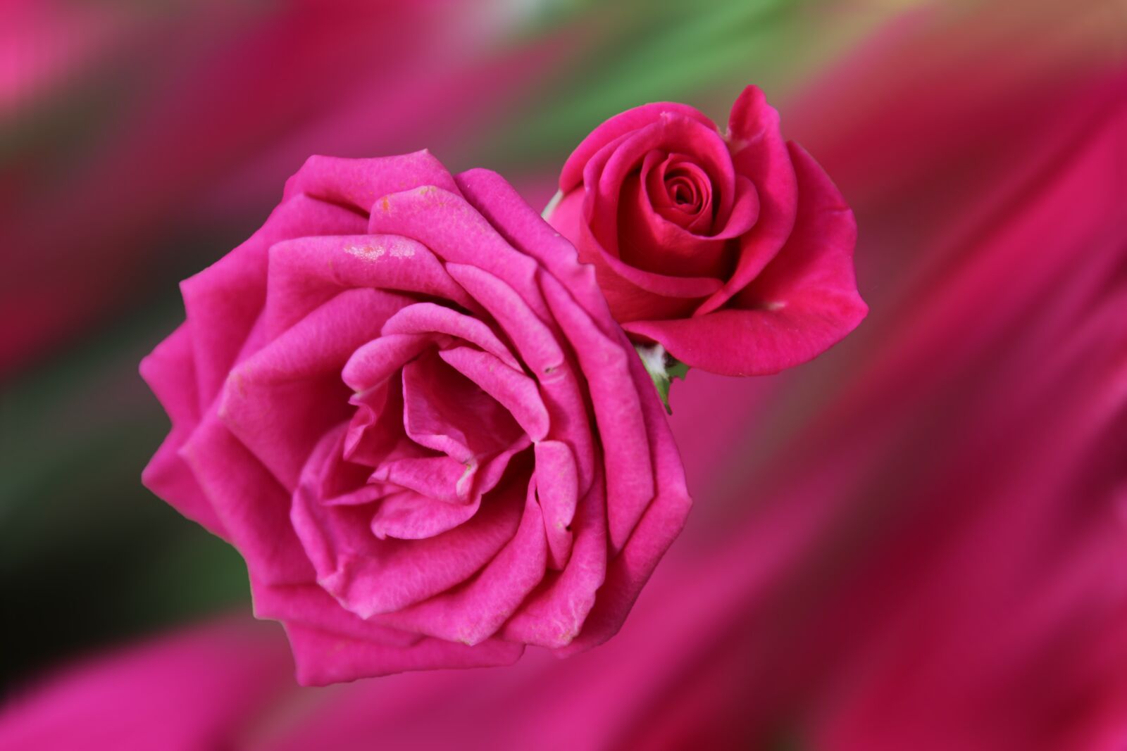 Canon EOS 1200D (EOS Rebel T5 / EOS Kiss X70 / EOS Hi) sample photo. Flowers, roses, red photography