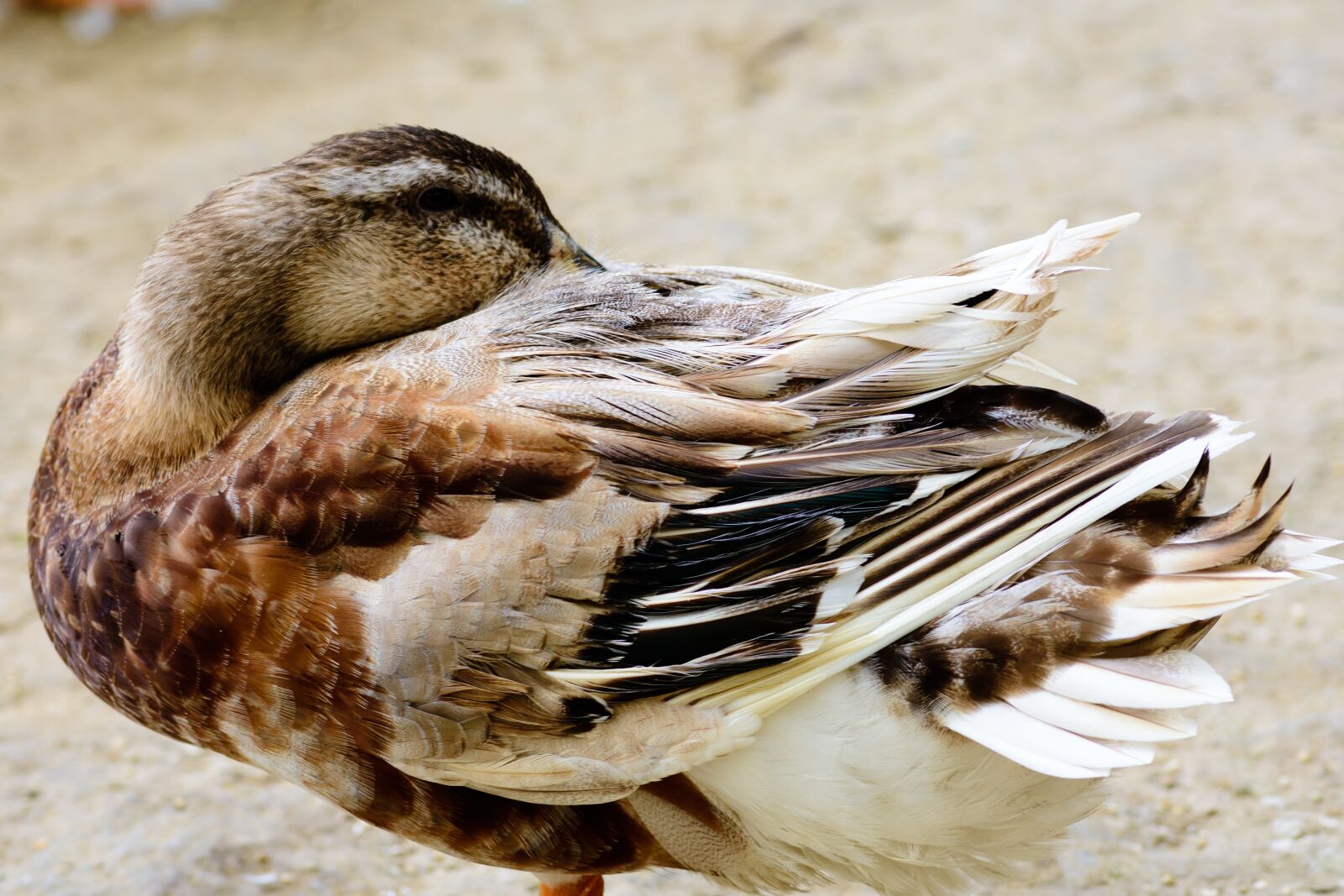 Nikon D7200 sample photo. Bird, swan, duck photography