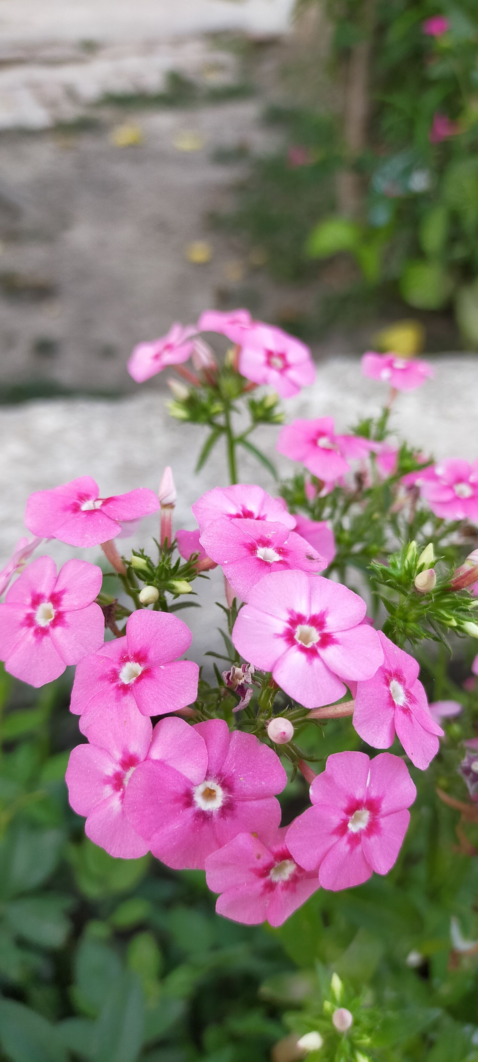 OPPO A9 2020 sample photo. Beautiful flowers, red flowers photography