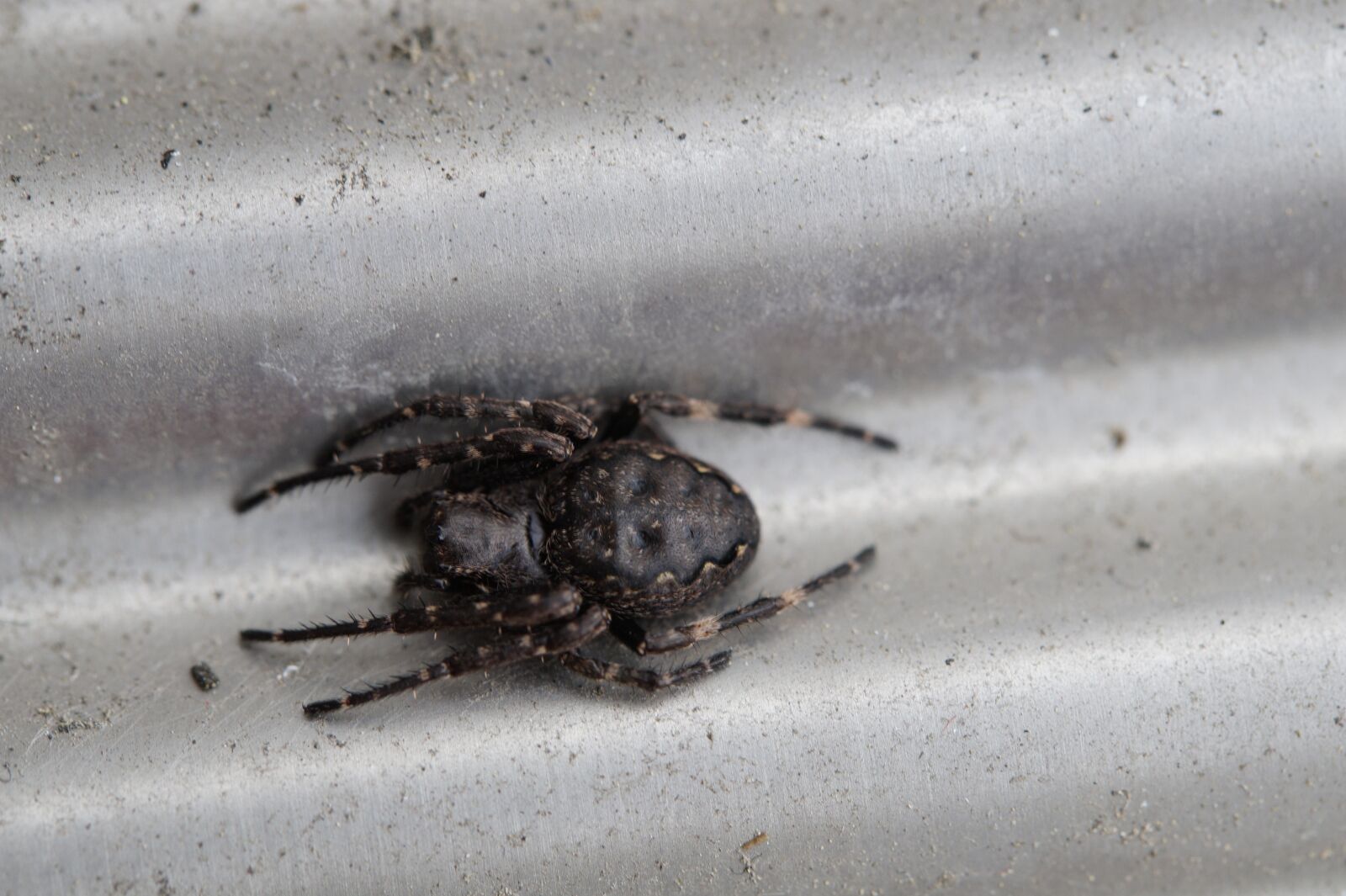 Tamron SP AF 60mm F2 Di II LD IF Macro sample photo. Spider, lurking, arachnid photography