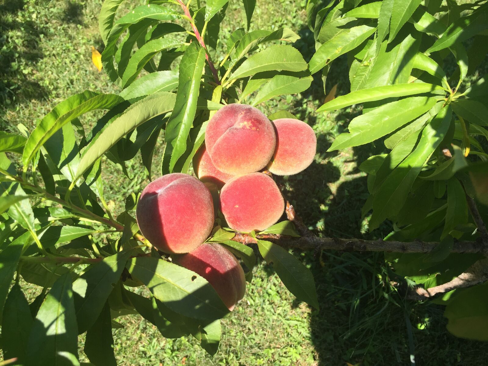 iPhone 6 back camera 4.15mm f/2.2 sample photo. Peach, garden, nature photography