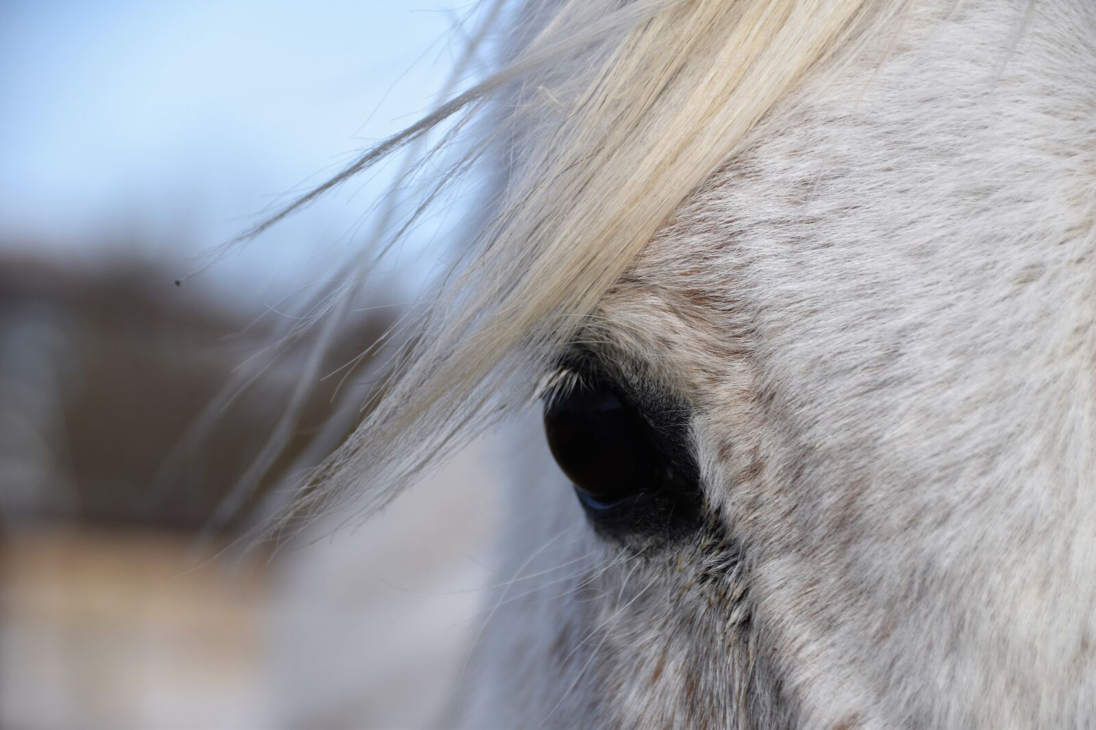 Nikon D5500 sample photo. Animal, closeup, eye, horse photography