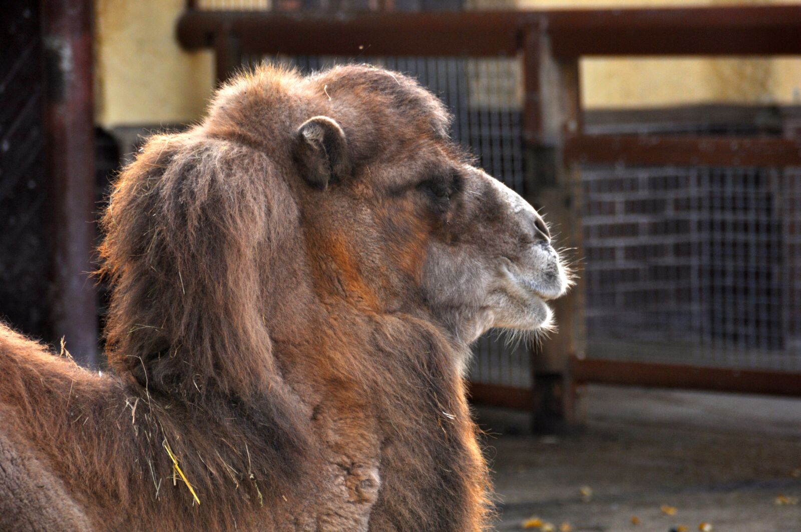 Nikon D90 sample photo. Camel, zoo, zweihoeckriges photography