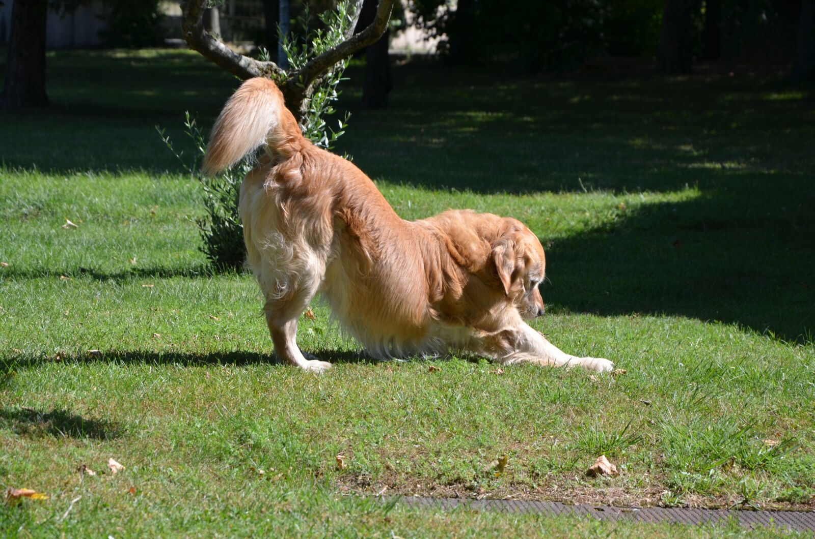 Nikon D7000 sample photo. Dog, golden, animal company photography