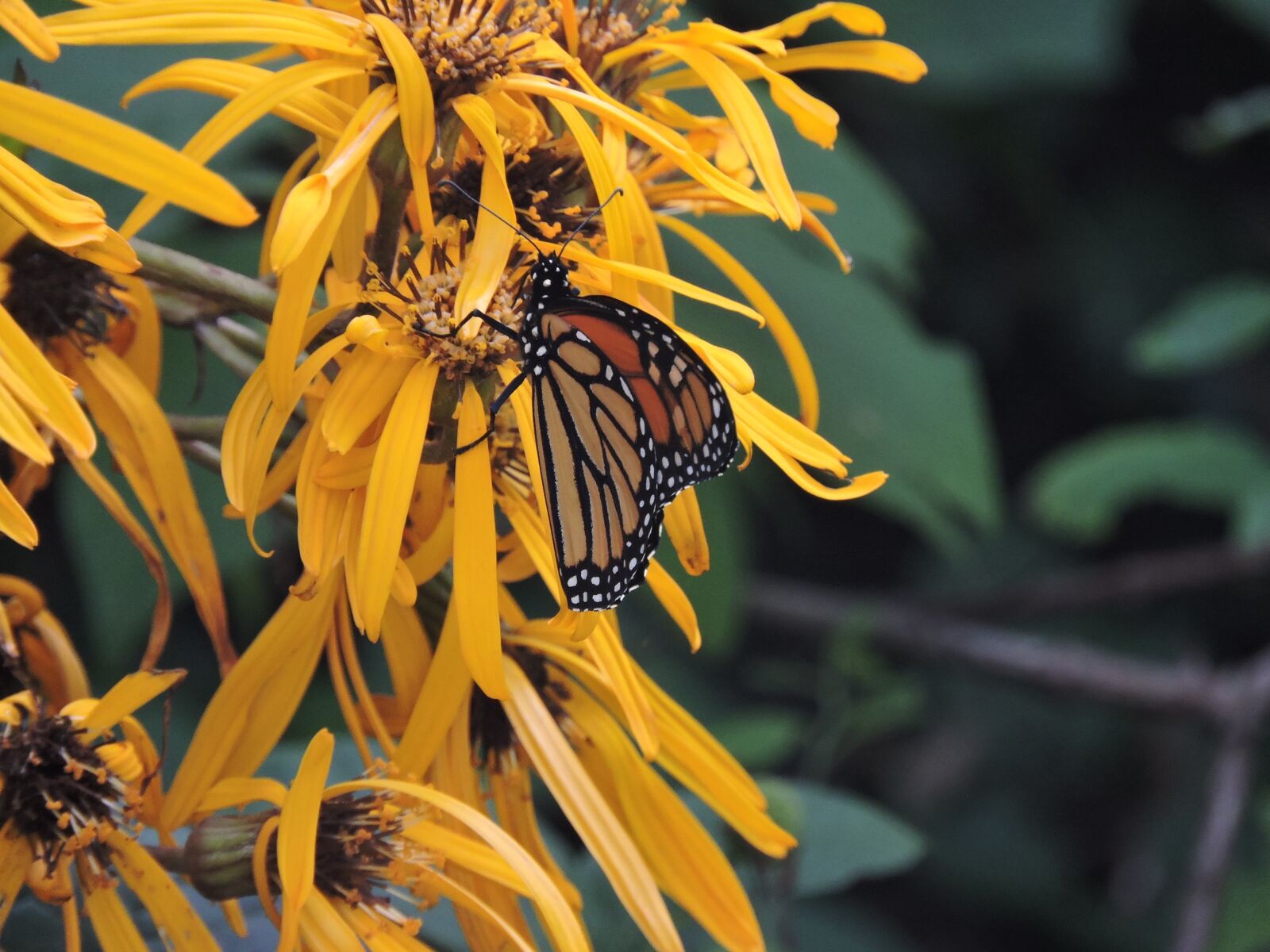 Nikon Coolpix P600 sample photo. Monarch, ligularia, butterfly photography
