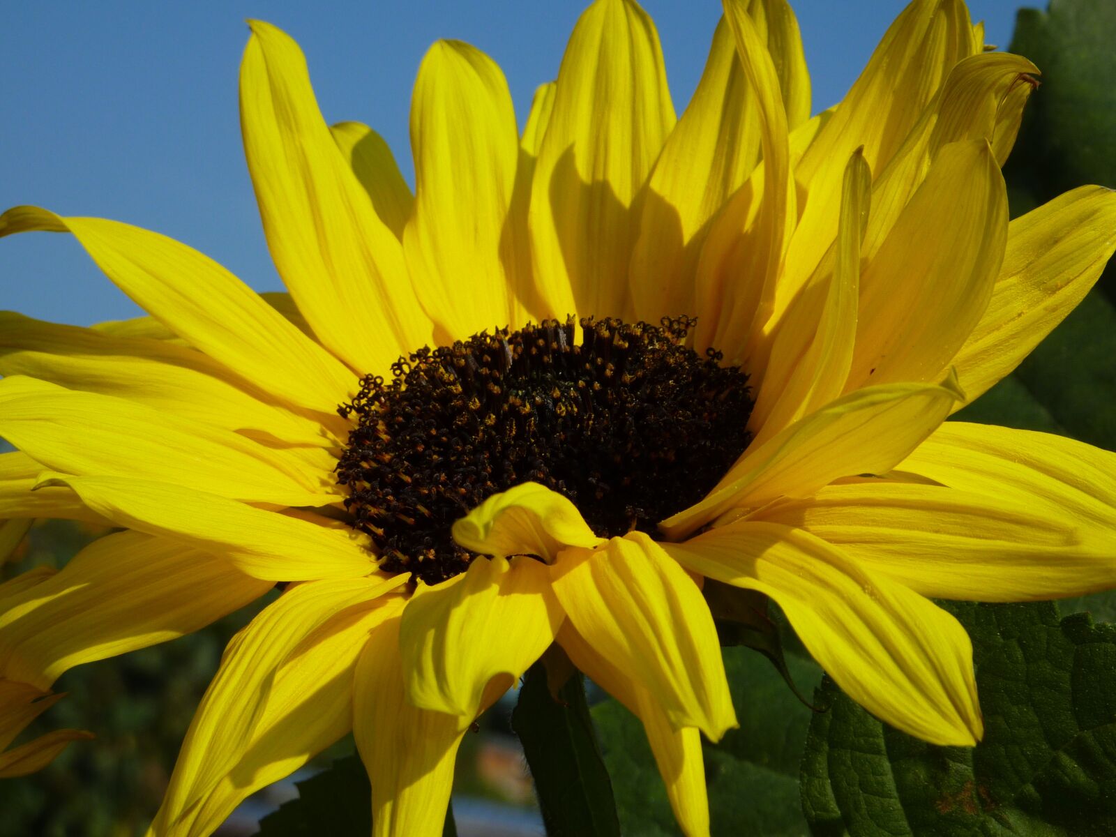 Panasonic DMC-TZ7 sample photo. Sunflower, flowers, yellow flower photography