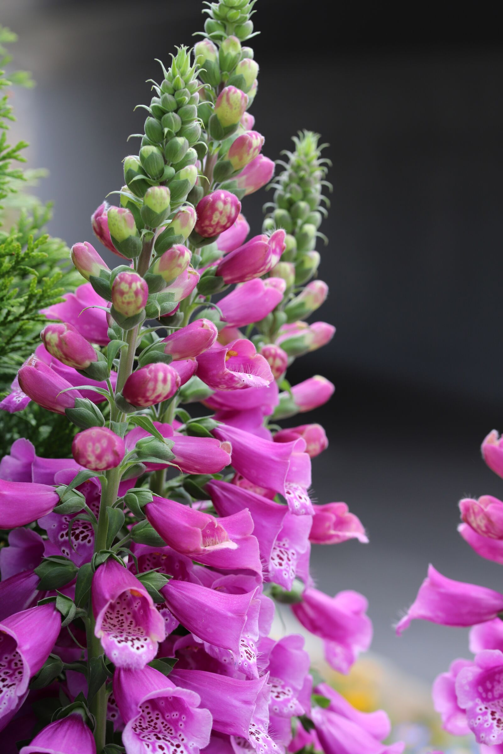 Canon EOS 6D Mark II sample photo. Flower gardens, plants, flowers photography