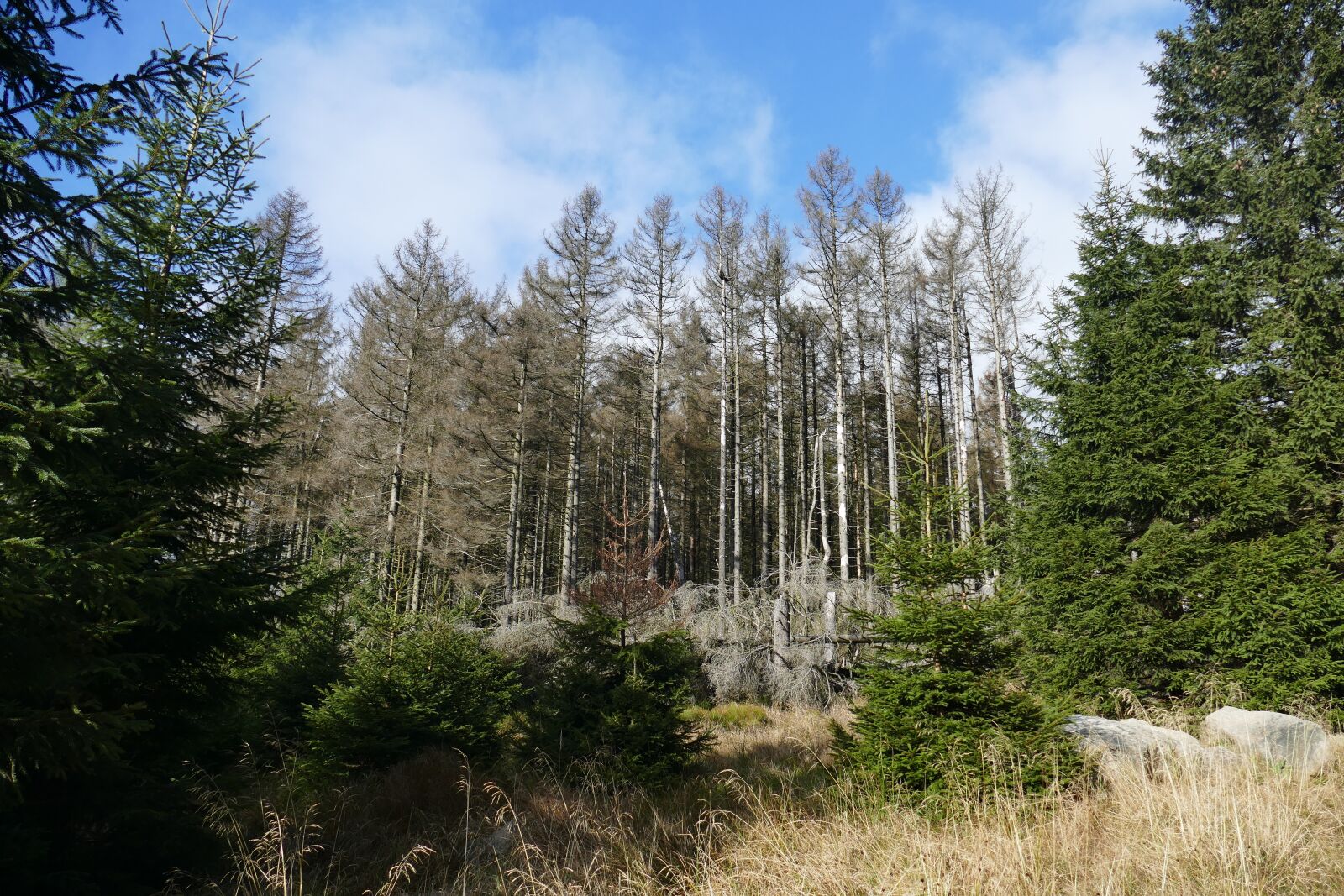 Panasonic Lumix DMC-FZ1000 sample photo. Waldsterben, reafforestation, contrasts photography