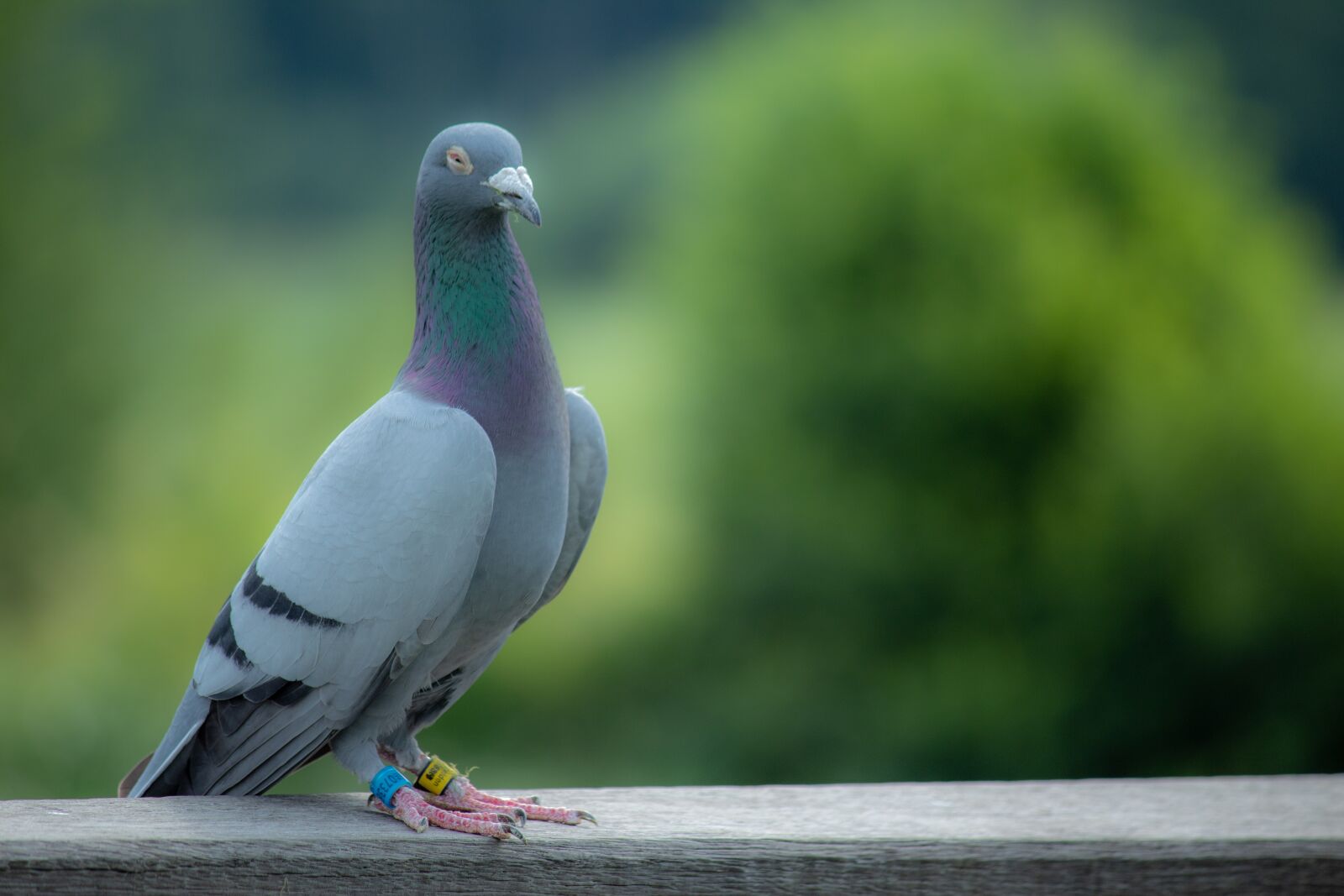 Canon EOS 1300D (EOS Rebel T6 / EOS Kiss X80) sample photo. Dove, bird, feather photography